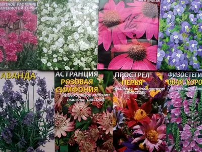 Солнцелюбивые растения для сада: многолетние и однолетние цветы, кустарники  и деревья | Houzz Россия