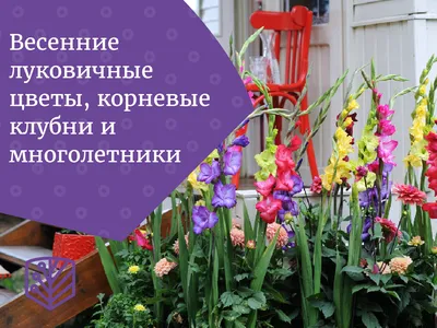 Многолетники, зимующие в открытом грунте – список цветов