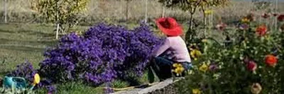 Многолетники для балкона: 10 растений, которые способны перезимовать в  горшках | Дизайн участка (Огород.ru)