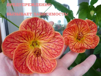 Однолетние и многолетние растения для сада: плюсы и минусы, фото и названия  многолетних и однолетних цветов | Houzz Россия