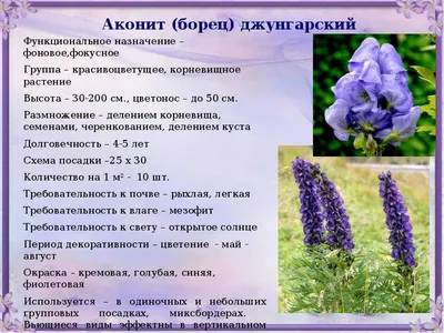 10 растений для круглогодичных контейнеров! - «Блог Флориум.юа»