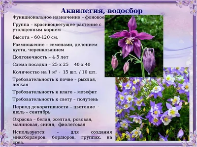 Когда сажать тюльпаны 2023 посадка в открытый грунт луковиц весной и осенью