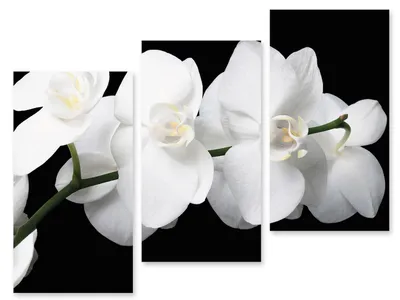 Модульная картина орхидея белая (ID#597697461), цена: 1170 ₴, купить на  Prom.ua