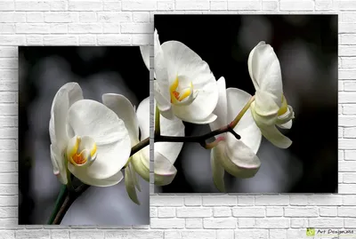 Орхидея на черном фоне - Диптих| Модульные картины, постеры, печать на  холсте, интернет магазин, Кишинев, Молдова