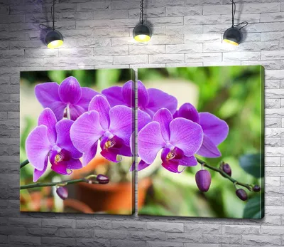 Купить модульную картину на холсте \"Нежные цветы орхидеи в зеленом саду\" с  доставкой недорого | Интернет-магазин \"АртПостер\"