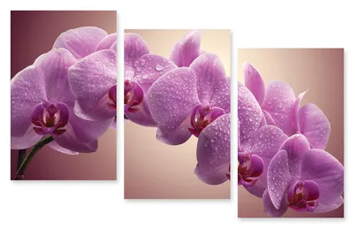 Модульная картина 225 \"Розовые орхидеи\" – фото в интерьере | Купить, цена 9  220 руб.