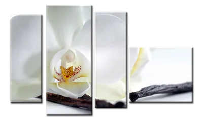 Купить картину Белая орхидея. Модульная – Из четырех частей в Киеве,  доступная цена в Украине: фото, описание | Интернет-галерея «Print4you»