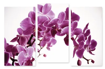 Модульная картина нежно фиолетовая орхидея (ID#597979170), цена: 1170 ₴,  купить на Prom.ua
