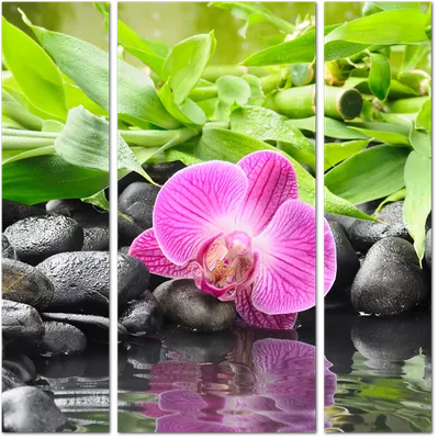 Модульная картина Орхидея на фоне бамбуковых стеблей: - Арт. 170014 |  Купить в интернет-магазине Уютная стена