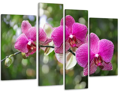Модульная картина Цветы Орхидея Art-82_4 (ID#1503468265), цена: 1020 ₴,  купить на Prom.ua