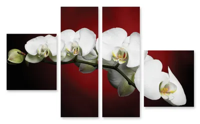 Модульная картина 3д орхидея белая купить интернет магазин \"Принт Маркет\"
