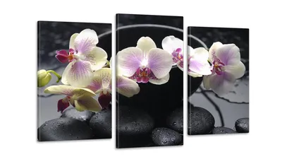 ᐉ Модульная картина Цветы Орхидея 53x100 см (Art-100_3)