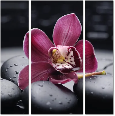 Модульная картина Орхидея на черных камнях: - Арт. 170490 | Купить в  интернет-магазине Уютная стена