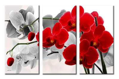 Большая Модульная картина с часами Белая орхидея на салатовом фоне 30х70  30х70 30х70 30х70 см (ID#1211767551), цена: 2608 ₴, купить на Prom.ua