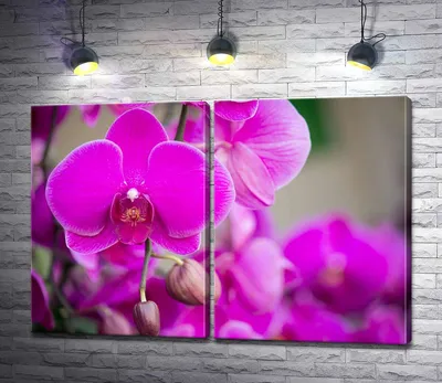 Купить МОДУЛЬНУЮ КАРТИНУ Орхидея в камнях луны в интернет магазине недорого!