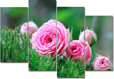 Картина модульная на холсте Летние Розы — Лина и Ко