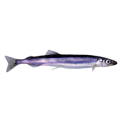 Мойва (Mallotus villosus) - sharkseafoods.com