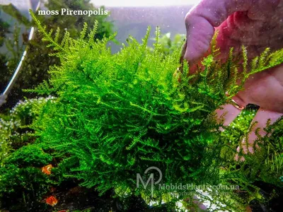 Мох moss Pirenopolis Купить в ⁕ Mobids Plants ⁕
