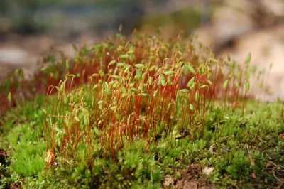 File:Цветущий мох.jpg - Wikimedia Commons