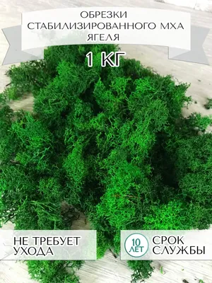 Мох натуральный стабилизированный купить. Натуральный мох в брикетах оптом  Киев. Мох для флористики купить Киев
