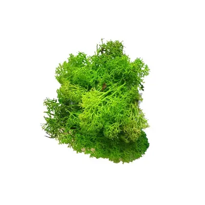 Ватер-грасс (Рясковый мох) куст зелёный 20.071617-GR – купить в Москве