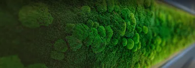 мох дерево макро съемка moss kahoy suod nga-up shot Stock Photo | Adobe  Stock