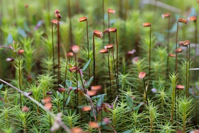 📷 Кукушкин лён обыкновенный, Polytrichum commune Hedw.