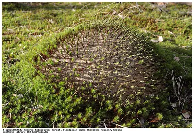 Мох – кукушкин лён обыкновенный (Polytrichum commune)