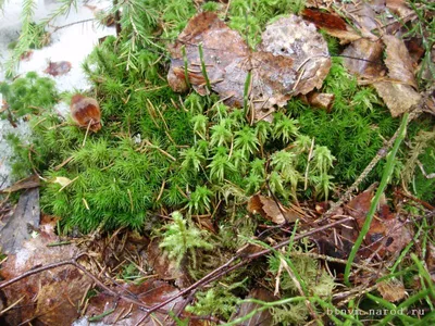 Фотография Мох кукушкин лен ( Polytrichum sp.). Заповедник Кологривский  лес. Пойма реки Унжи ( Костромская область). Весна | Фотобанк  ГеоФото/GeoPhoto | GetImages Group