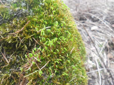 Кукушкин лён -- разные виды мхов из рода Polytrichum (Эйзенбергер Николаус  Фридрих, 1757) — гравюры и репродукции на Grafika.ru