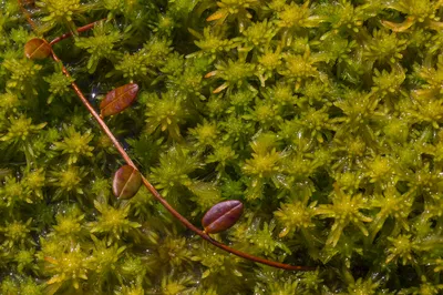 Записки мобильного фотографиста | Мох из Карелии - Кукушкин лён, политрихум  (Polytrichum) 🌱 #мобильнаяфотография #макрофото #samsunggalaxys23ultra  #макро #макро_на_андроид #мох #кукушкинлен #макросъёмка | Дзен