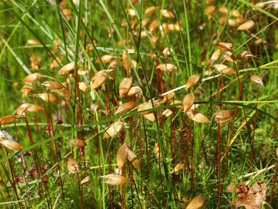 Мох – кукушкин лён обыкновенный (Polytrichum commune)