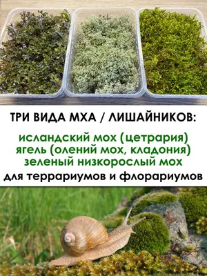 Мох - Виды мха - какой выбрать? ⠀ 🌿Плоский мох Плоский мох... | Facebook