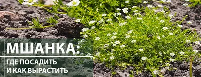 Аквариумный мох,растения для аквариума,разные виды: 40 грн. -  Аквариумистика Киев на Olx