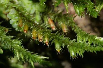 Мох - Виды мха - какой выбрать? ⠀ 🌿Плоский мох Плоский мох... | Facebook