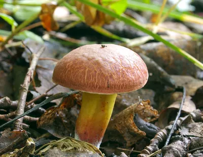 Hortiboletus (Xerocomus) rubellus, Моховик красный