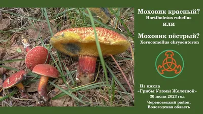 Моховик красный (лат. Hortiboletus rubellus)