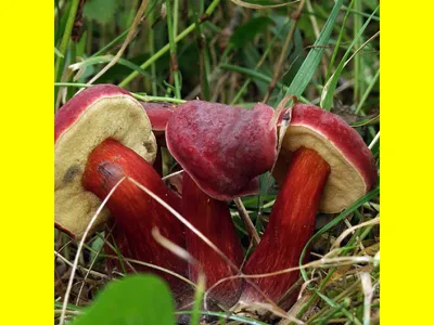 🍄 Моховик красный (Xerocomus rubellus) — Съедобные и условно съедобные  грибы, описание, фото | LePlants.ru