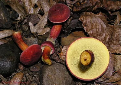 Моховик красный, Xerocomus rubellus | Hortiboletus rubellus,… | Flickr