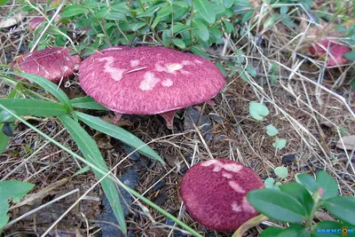 Моховик красный (Hortiboletus rubellus) фото и описание