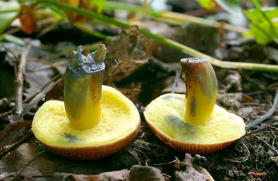 Моховик красный (Hortiboletus rubellus) фотографии, видео и истории