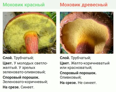 Hortiboletus (Xerocomus) rubellus, Моховик красный