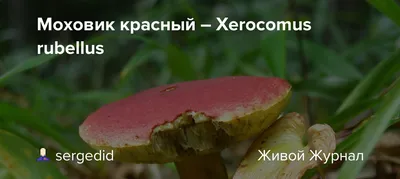 Моховик трещиноватый - 10 г - Насіння країни