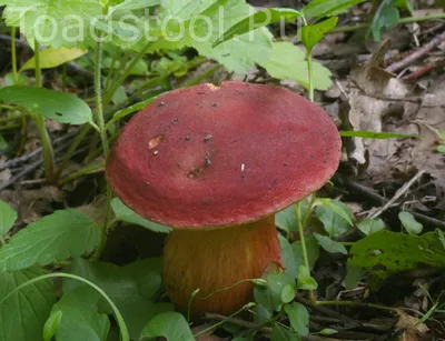 Hortiboletus (Xerocomus) rubellus, Моховик красный