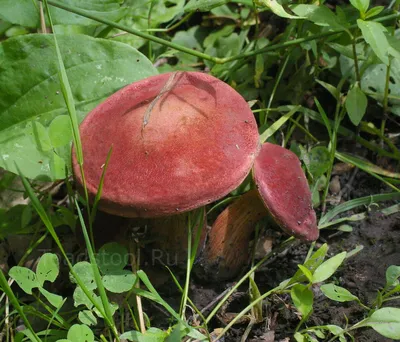 Моховик красный (Hortiboletus rubellus) фотографии, видео и истории