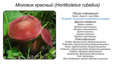 Пёстрая банда моховиков: от смешного до прекрасного - один шаг | Это грибы!  | Дзен