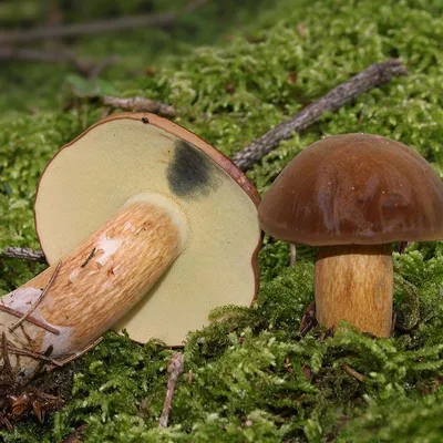 Моховик красный (Hortiboletus rubellus) - YouTube