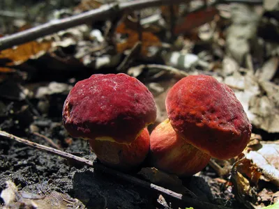 Hortiboletus (Xerocomus) rubellus, Моховик красный