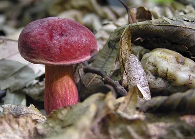 Моховик красный, Xerocomus rubellus | Hortiboletus rubellus,… | Flickr