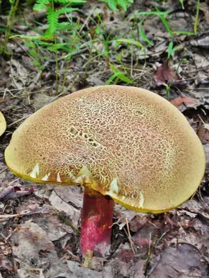 File:Моховик красный - Xerocomellus rubellus - Ruby bolete  (35788507221).jpg - Wikimedia Commons